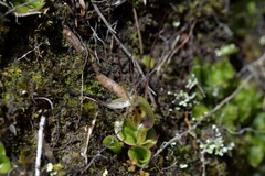 Corybas dienemus