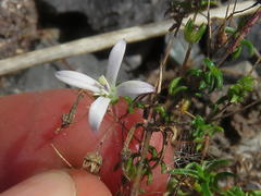 Wahlenbergia pyrophila