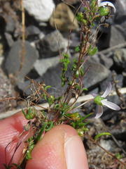 Wahlenbergia pyrophila