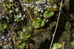 Corybas dienemus