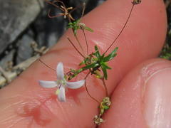 Wahlenbergia pyrophila