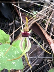 Caladenia ensata
