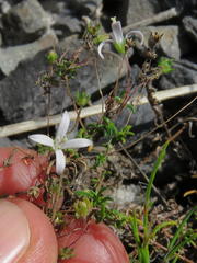 Wahlenbergia pyrophila