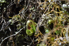 Corybas dienemus