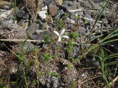 Wahlenbergia pyrophila