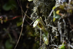 Corybas dienemus