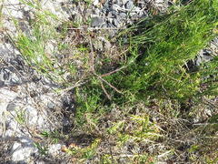 Wahlenbergia pyrophila