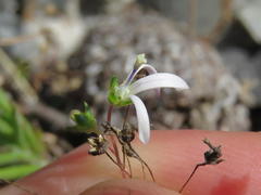 Wahlenbergia pyrophila