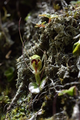 Corybas dienemus