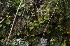 Corybas dienemus