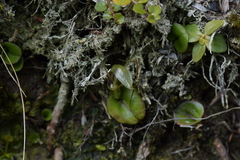 Corybas dienemus