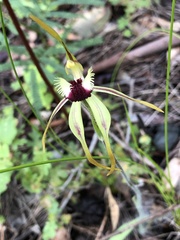 Caladenia longiclavata