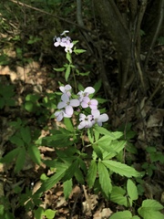 Cardamine bulbifera