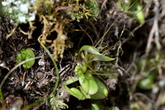 Corybas dienemus