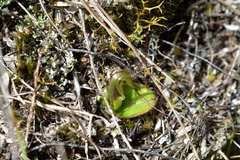 Corybas dienemus