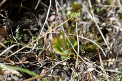 Corybas dienemus