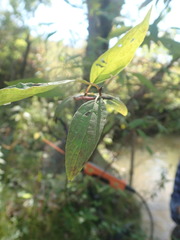 Cornus sericea sericea