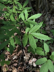 Cardamine bulbifera
