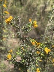 Pultenaea hispidula
