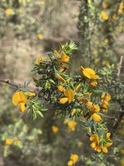 Pultenaea hispidula