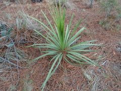 Nolineae