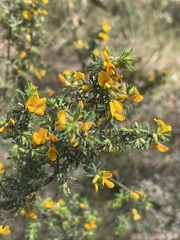 Pultenaea hispidula
