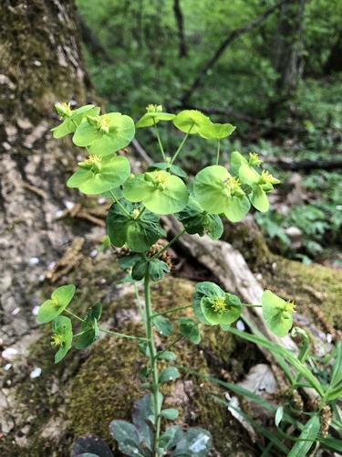 Euphorbia amygdaloides