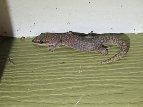 Oedura monilis