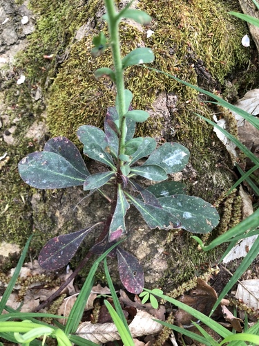 Euphorbia amygdaloides