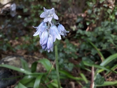 Hyacinthoides