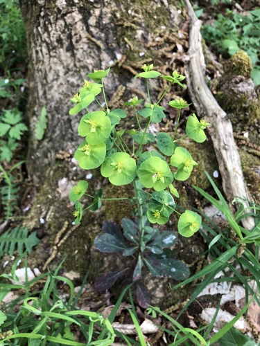 Euphorbia amygdaloides