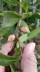 Amphibolips quercuscitriformis