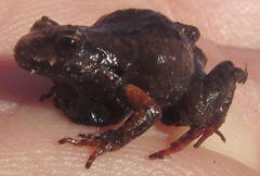 Arthroleptella lightfooti