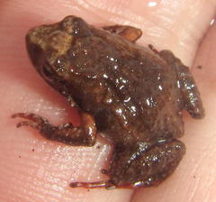 Arthroleptella lightfooti