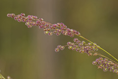 Anthenantia