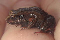 Arthroleptella lightfooti