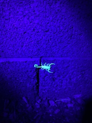 Centruroides sculpturatus