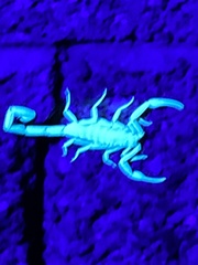 Centruroides sculpturatus