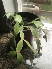 Schlumbergera buckleyi