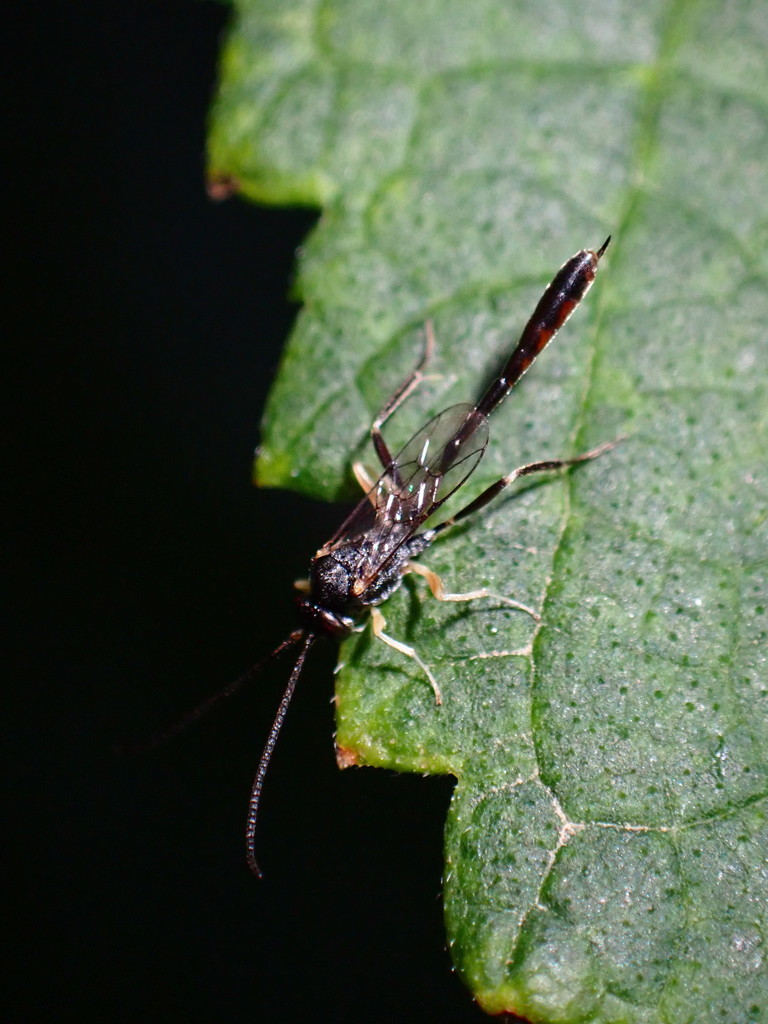 Charops annulipes