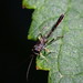 Charops annulipes - Photo (c) Caleb Wardlaw, some rights reserved (CC BY-NC), uploaded by Caleb Wardlaw