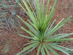 Nolineae