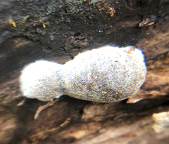 Reticularia splendens