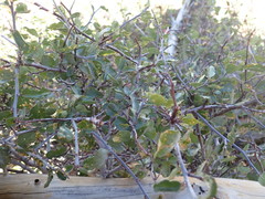 Ceanothus martini