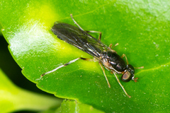 Merosargus caeruleifrons