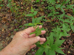 Solidago ulmifolia palmeri