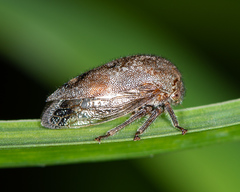 Ophiderma