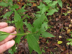 Solidago ulmifolia palmeri