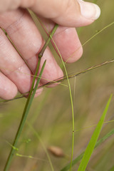 Anthenantia