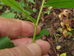Solidago ulmifolia palmeri